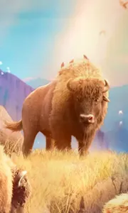 Buffalo Win